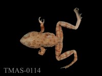 藏品(日本皺皮蛙)的圖片